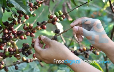 Harvesting Coffee Beans Stock Photo