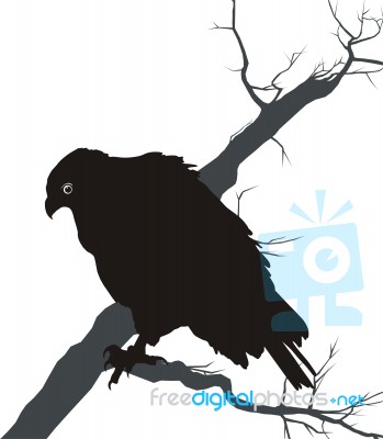 Hawk In A Tree Stock Image