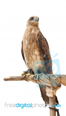 Hawk Stand Wood On White Background Stock Photo