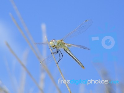 Hawker Dragonfly Stock Photo