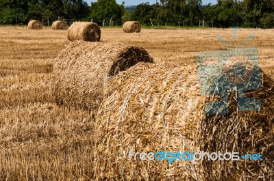 Hay Bales On Freshly Harvested Fields Stock Photo