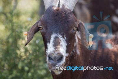 Head Of Brown Goat Stock Photo