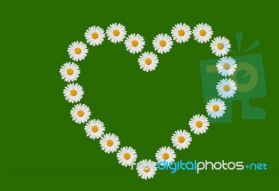 Heart And Daisies Stock Photo