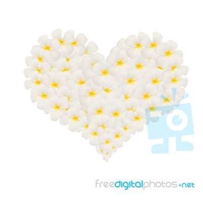 Heart Frangipani Flower Stock Photo