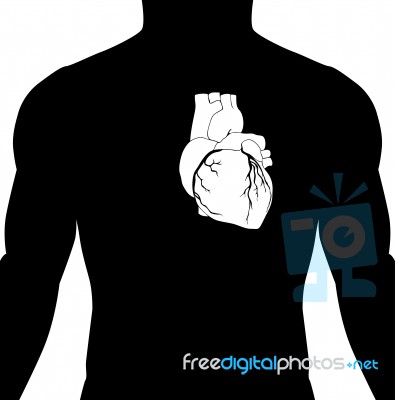 Heart In The Body Stock Image