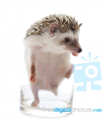 Hedgehog In A Glass Stock Photo