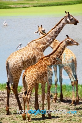 Herd Of Giraffe Stock Photo