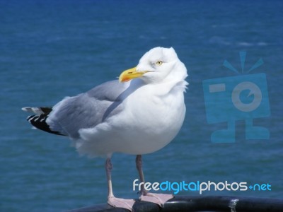 Herring Gull Stock Photo