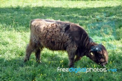 Highland Cow 1 Stock Photo