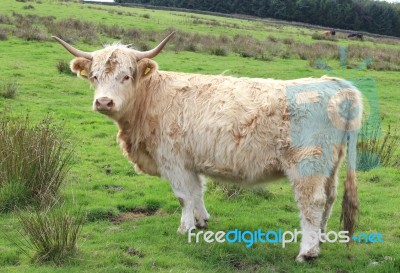 Highland Cow Stock Photo