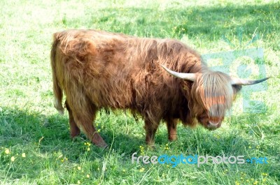 Highland Cow 3 Stock Photo