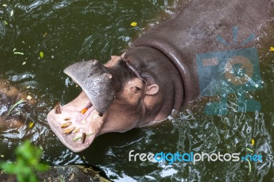 Hippopotamus Open Mouth In Water Stock Photo