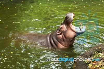 Hippopotamus Open Mouth In Water Stock Photo