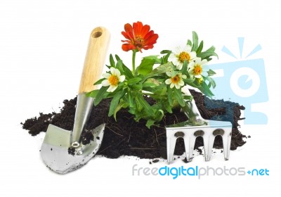 Home Gardening Stock Photo