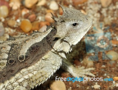 Horned Lizard Stock Photo
