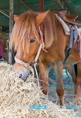 Horse Eating Hay Stock Photo
