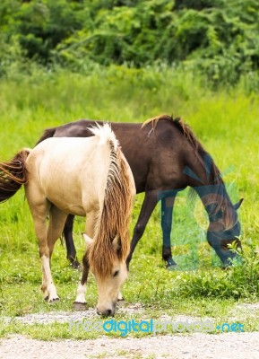 Horse In Field Stock Photo