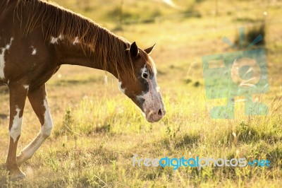 Horse In The Countryside Stock Photo