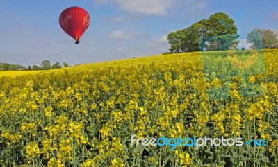 Hot Air Balloon Over Flowering Crops Stock Photo