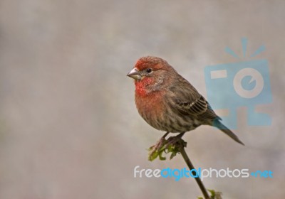 House Finch Stock Photo