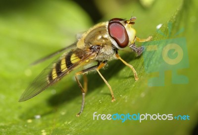 Hover Bee Stock Photo