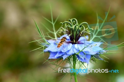 Hoverfly On A Blue Cornflower Stock Photo