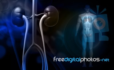 Human Body With Kidney And Lungs Stock Image