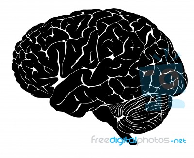 Human Brain Stock Image