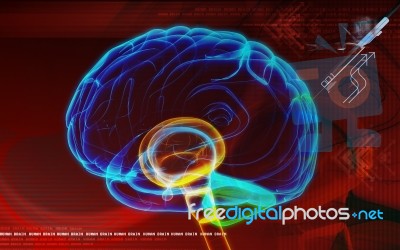 Human Brain Stock Image
