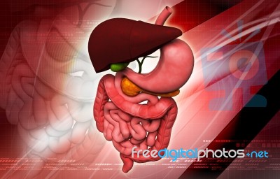 Human Digestive System Stock Image