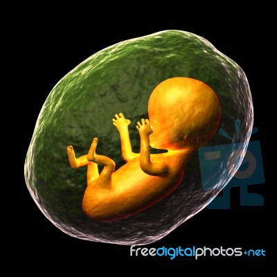 Human Fetus Stock Image