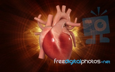 Human Heart Stock Image