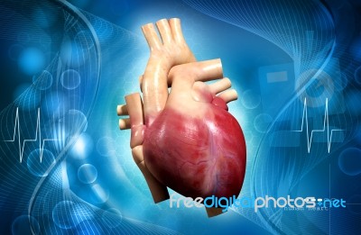 Human Heart Stock Image