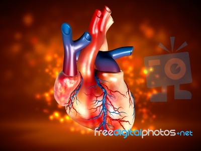 Human Heart Stock Image