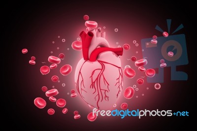 Human Heart Circulation Cardiovascular System Stock Image