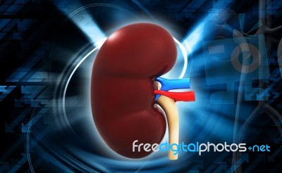 Human Kidney Stock Image