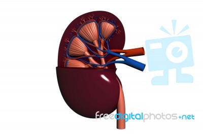 Human Kidney Stock Image