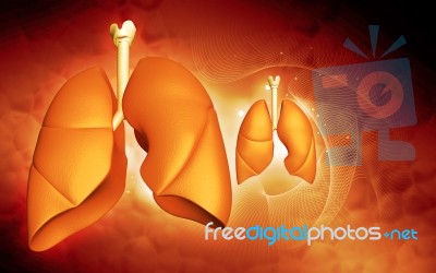 Human Lungs  Stock Image