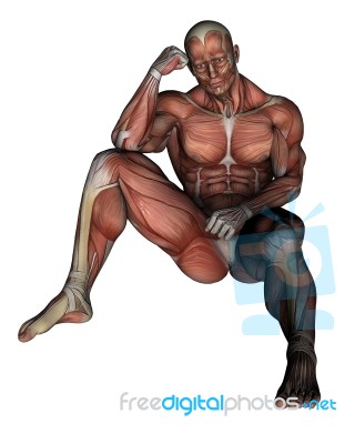 Human Muscular System Stock Image