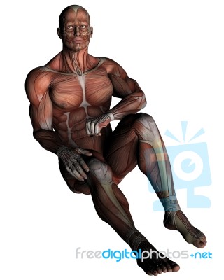 Human Muscular System Stock Image