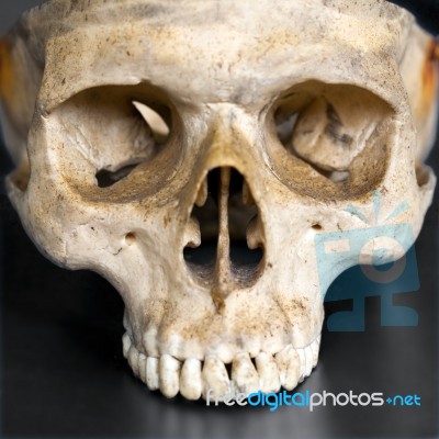 Human Skull Stock Photo