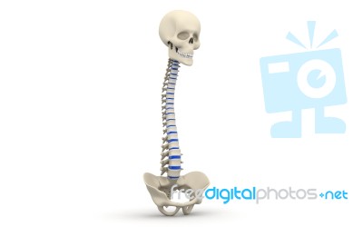 Human Spine Stock Image