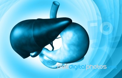 Human Stomach And Liver Stock Image