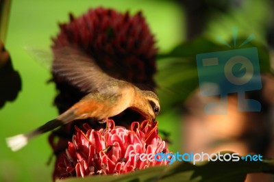 Hummingbird Stock Photo