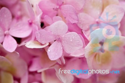 Hydrangea Flower Stock Photo