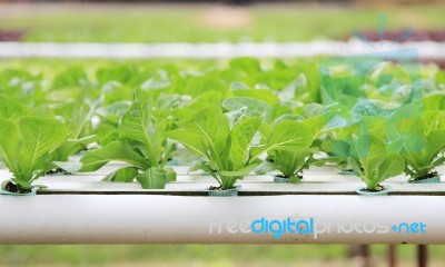 Hydroponic Vegetable Farm Stock Photo
