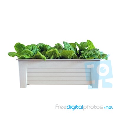 Hydroponic Vegetables Growing In Pot Stock Photo