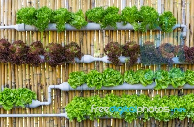 Hydroponic Vertical Gardening Stock Photo