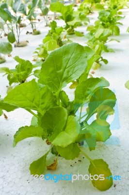 Hydroponics Vegetable Stock Photo