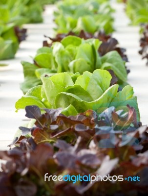 Hydroponics Vegetable Stock Photo